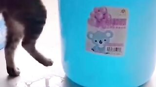 Funny cat videos part 6