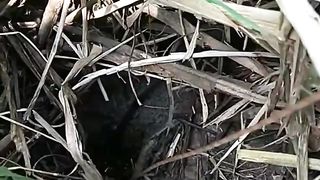 Shrub Eels in Palm Oil Plantations Must Be Super Jumbo