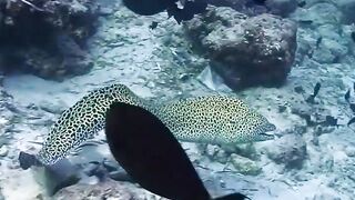 Swimming together beautiful moray eelin deep sea.