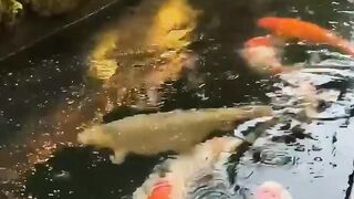 Beautiful koi fishes in pond