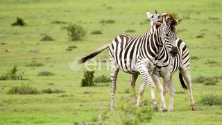 Plains zebras fighting in nature. Handheld, tracking shot