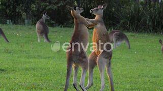 Two Eastern Grey Kangaroos Fighting - Macropus Giganteus - QLD, Australia - slow motion