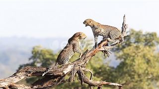 Two African Leopards fight on large dry tree, one falls off branch