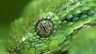 Snake beauty