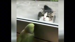 Funny cat videos part 8