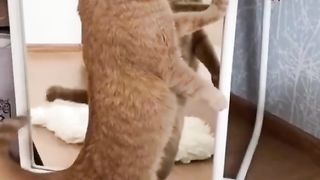 The Cat and the Mirror