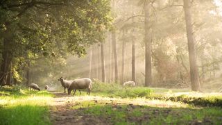 Forest animals 4k video #4k ultra videos #4k animals video