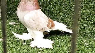 breeder female pigeon