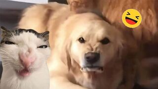 Funny Dogs And Cats Videos 2024 ???? - Best Funniest Animal Videos Of The week #9