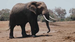 Elephant 4k video