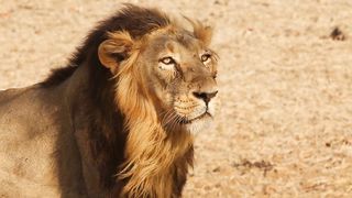 lion 4k videos