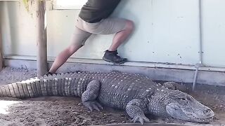 Draining Alligator Pool With Giant Alligator! ???????? #shorts #alligator.