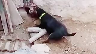 Animals fighting to death