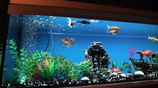 Gold fish tank 4k video