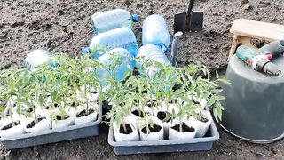 A simple and quick drip irrigation system for growing tomatoes.