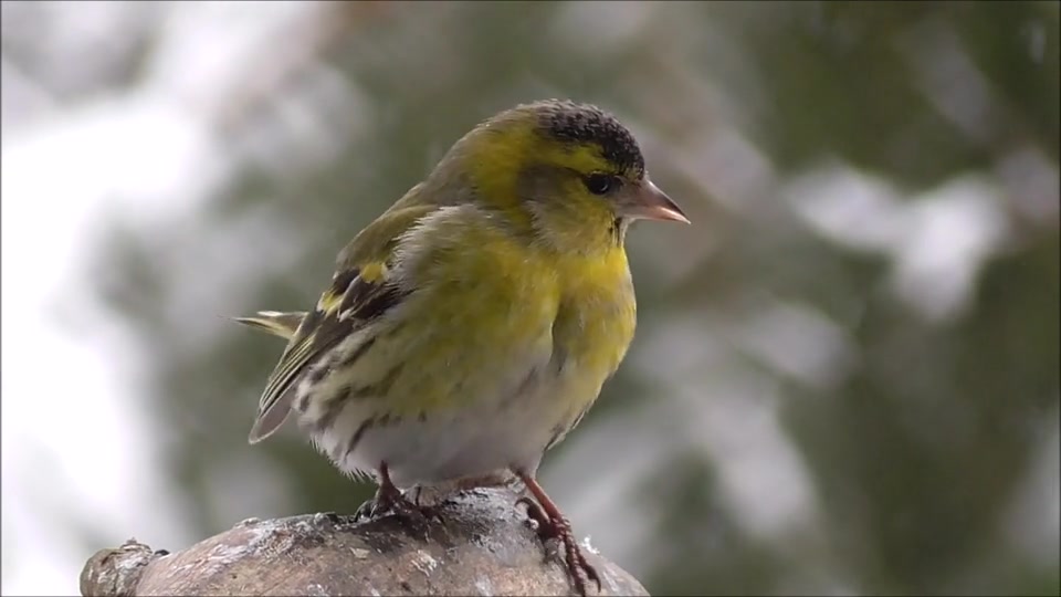 Bird songbird nature - Febspot