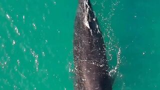 The Fascinating World of Whale Fish: A Deep Dive