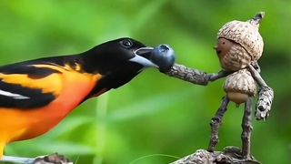 Cute amazing beautiful birds nature funny scene