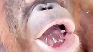 cute orangutan eating ice cubes