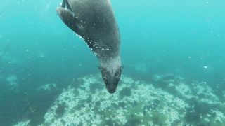 Pinnipeds #animals