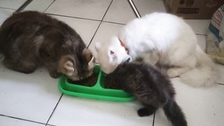 a family of cats eating # cat # animals #funny animals#funny cat