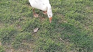 Funny geese honking