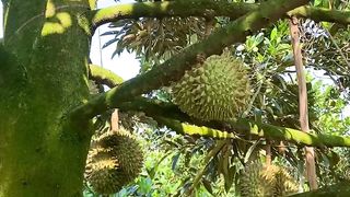 Be careful when eating durian #durian #durianindonesia