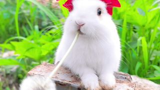 cute rabbit