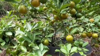 Orange trees are best planted in orange pots