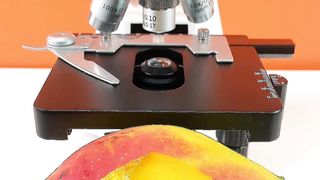 Let's look at the structure inside the mango #mango #fruit