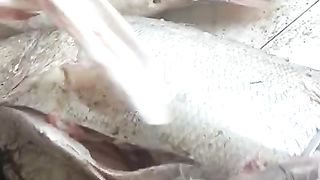 Fish maw