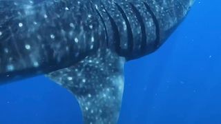 How nuclear bombs tell us how old whale sharks are