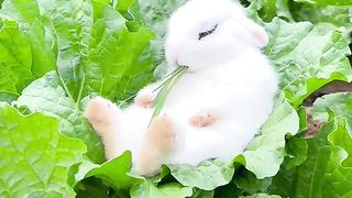 funny video of a rabbit eating until it falls asleep