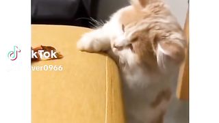 Cat video funny