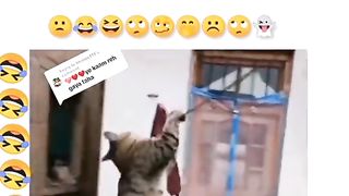 Cat video very very funny