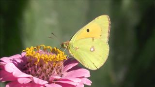 small butterfly booty in the flower