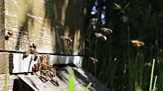 bees want to enter their hive