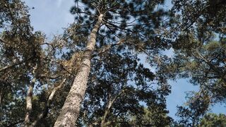 View of tall trees