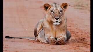 Lions facts and its sleep time |