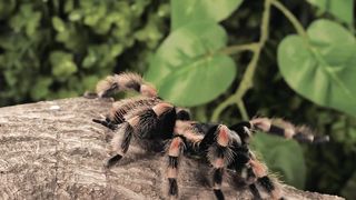 Black Tarantula