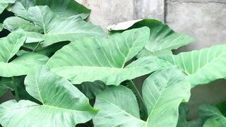 taro leaves