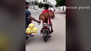 Funny Dogs And Cats Videos 2023 ???? - Best Funniest Animal Videos Of The Month ???????? #3