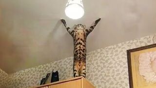 Funny cat video ????????