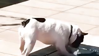 Funny Animals Videos