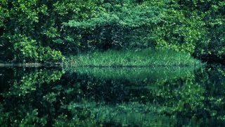 Mangrove swamp