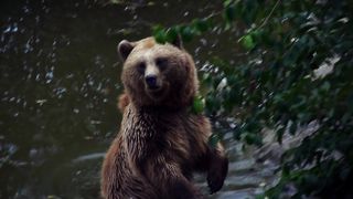 Brown Bear