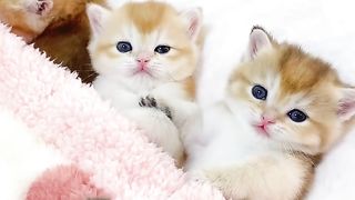 The milky sound is so cute, #cutecatshareswithcutepeople #cutelittlecat#cute and cute