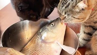 Fish: Lick me together? It hurts and itches... Who can bear this?