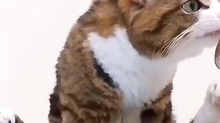 Nom Nom Hilarity: The Ultimate Funny Cat Eating Moments!