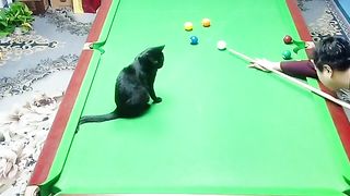 The cat playing snooker / video clips